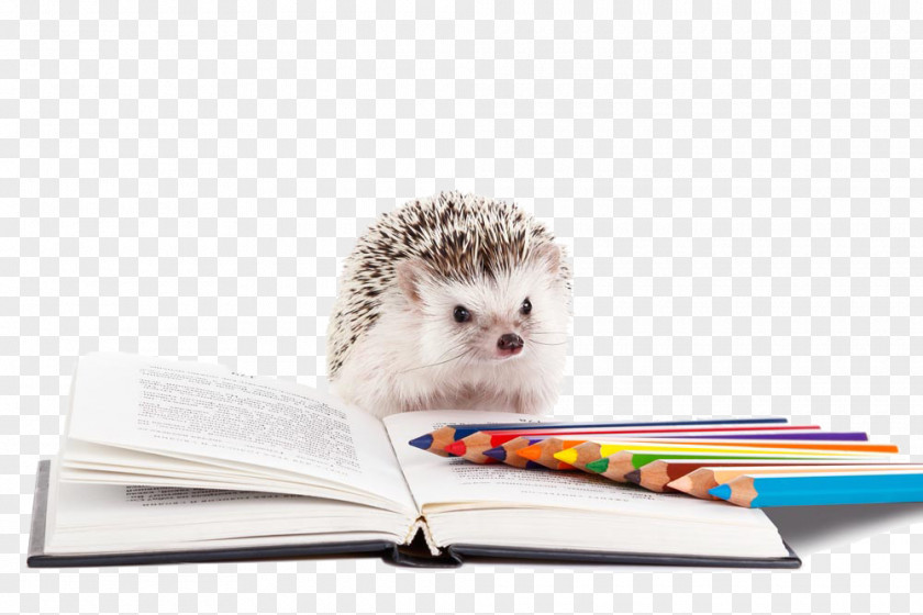 Reading A Book Hedgehog North African Southern Domesticated Dog PNG