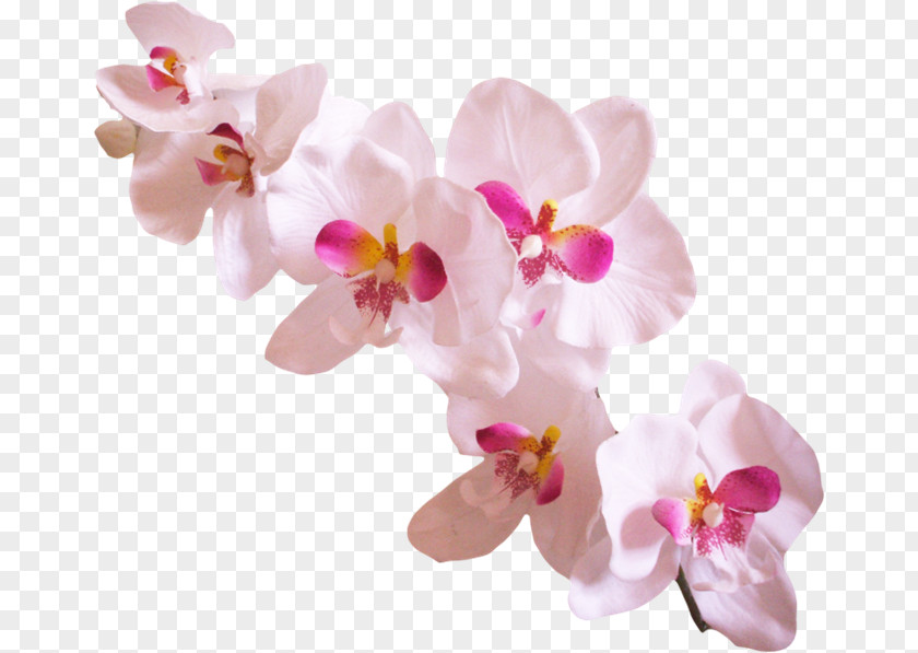 Success With Orchids Popular Clip Art PNG