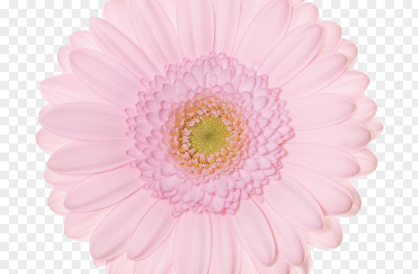 Transvaal Daisy Cut Flowers Plant Greenhouse PNG