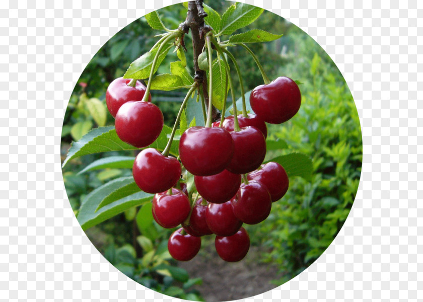 Tree Sour Cherry Cerasus Sweet Nanking PNG