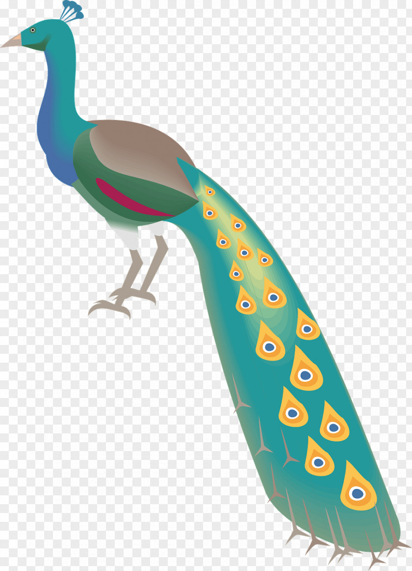 Peacock Peafowl Clip Art PNG