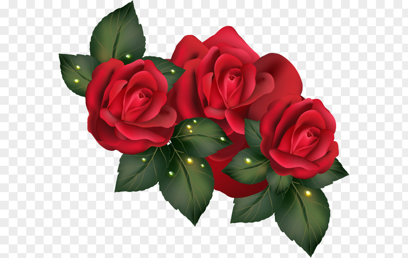 Vector Red Rose Garden Roses Centifolia Beach Floribunda PNG