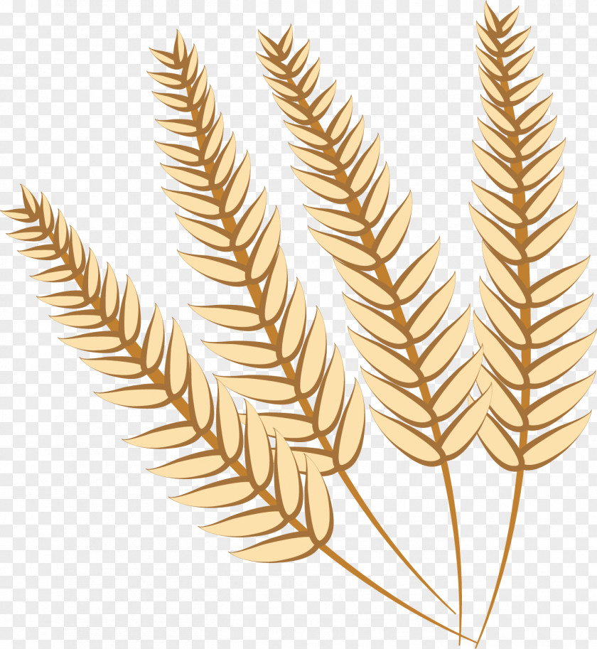 Vector Wheat Food Grain PNG