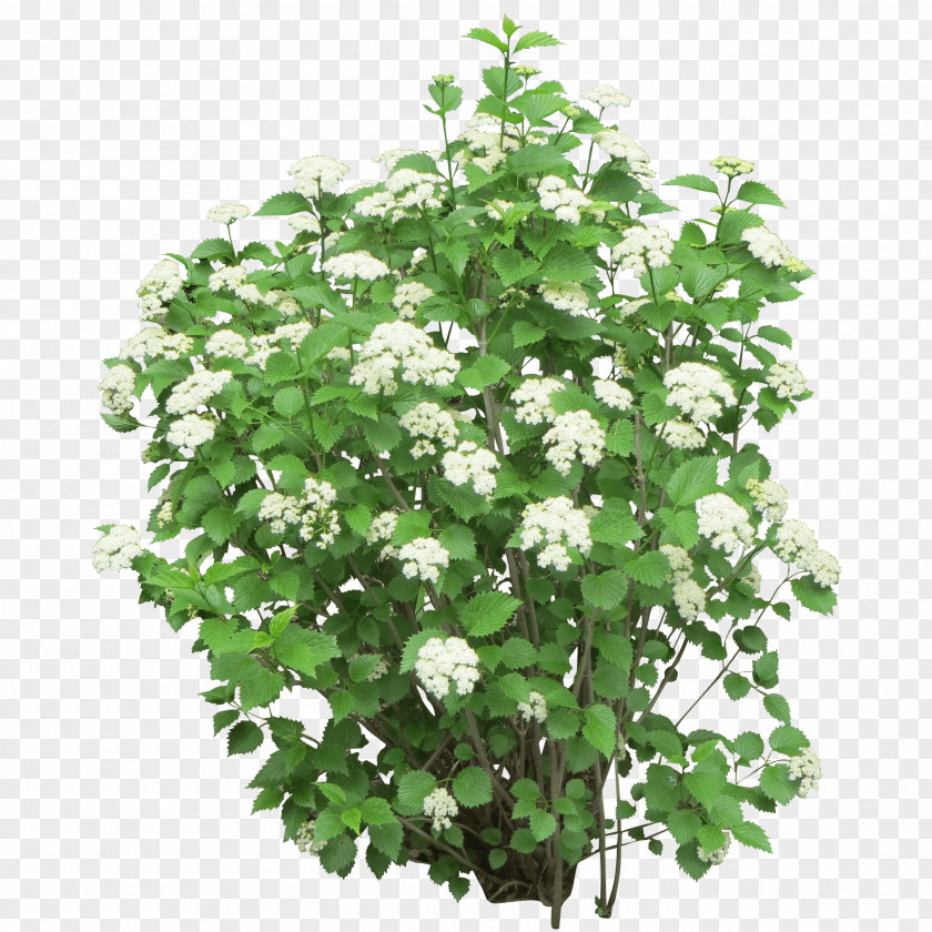 Bush Image Shrub Flower Tree PNG