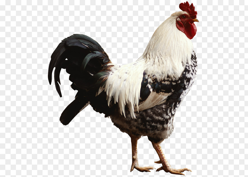 Chicken Desktop Wallpaper Rooster PNG