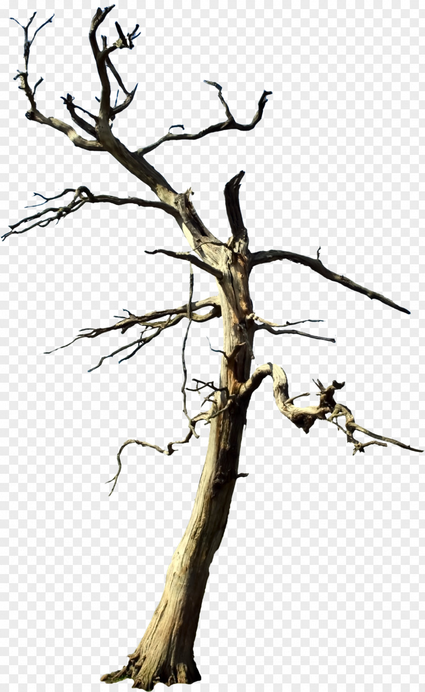 Dead Rising Tree Stock Photography PNG
