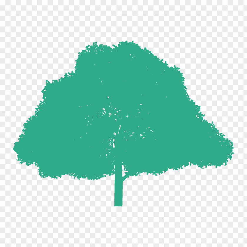 Plant Woody Green Tree Leaf PNG
