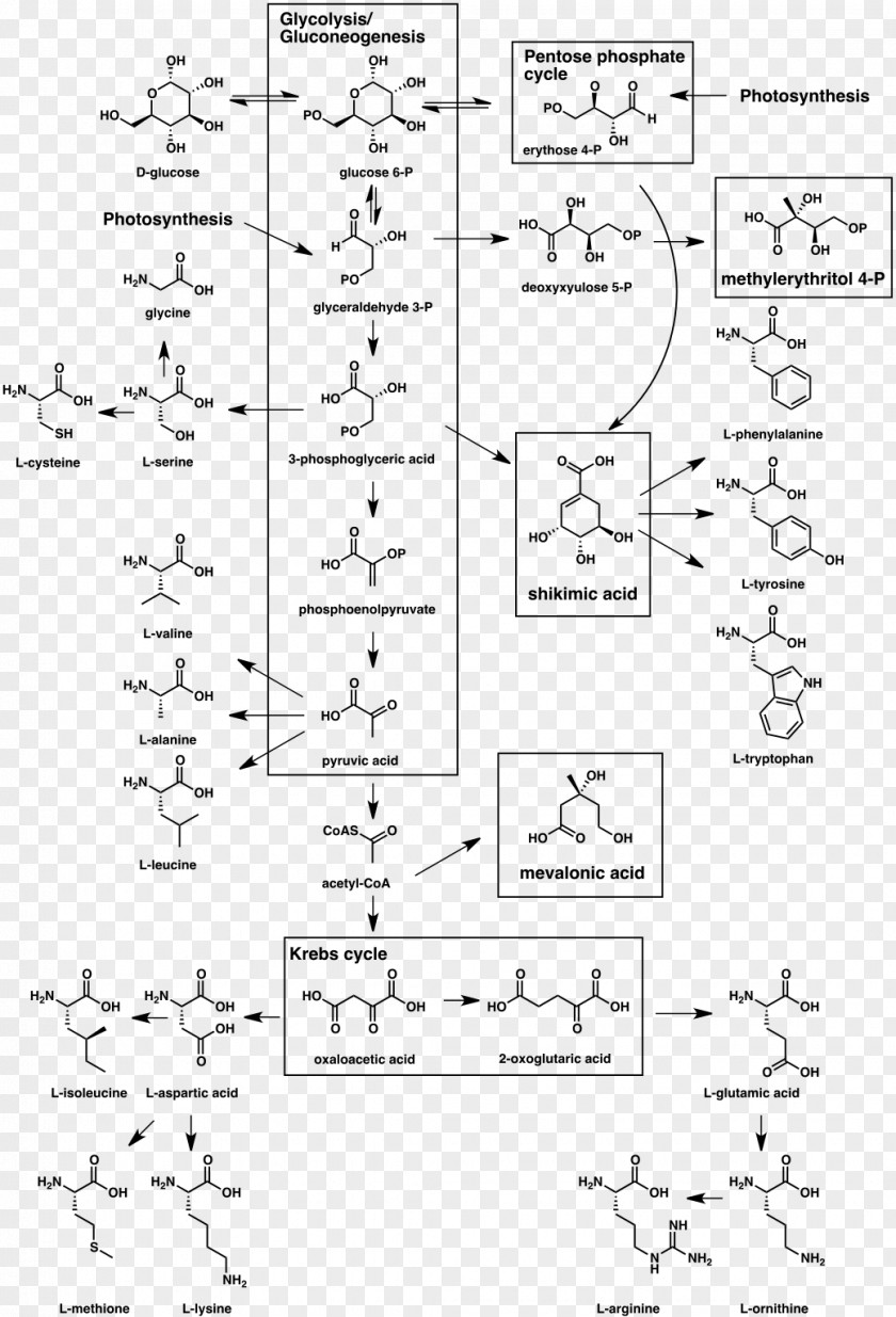 Secondary Metabolite Biosynthesis Organism Natural Product PNG