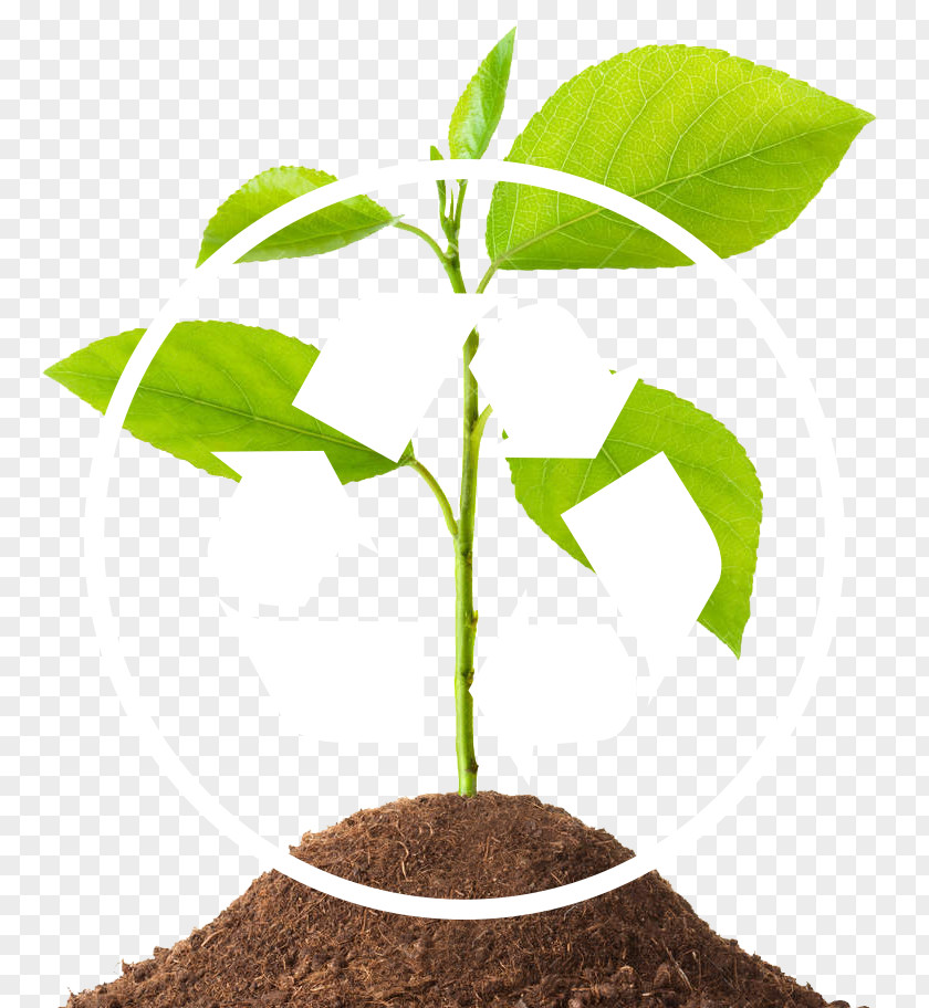 Tree Medical Waste Management Soil PNG