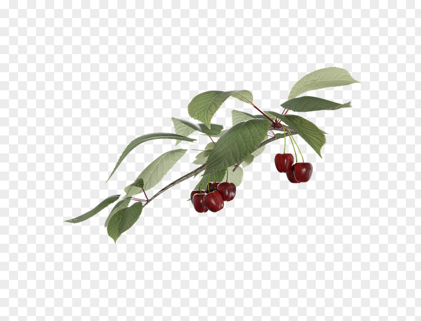 Cherry Lingonberry Image Stock.xchng Fruit PNG