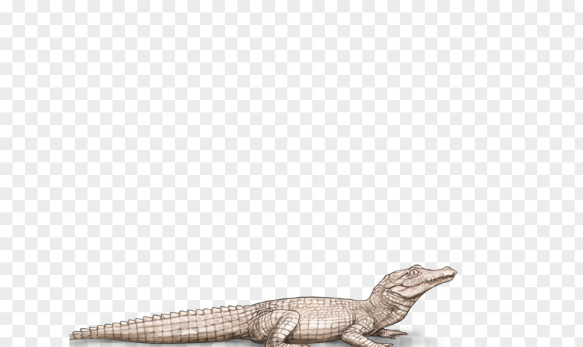 Female Lion Crocodile Alligators Black Panther Mane PNG