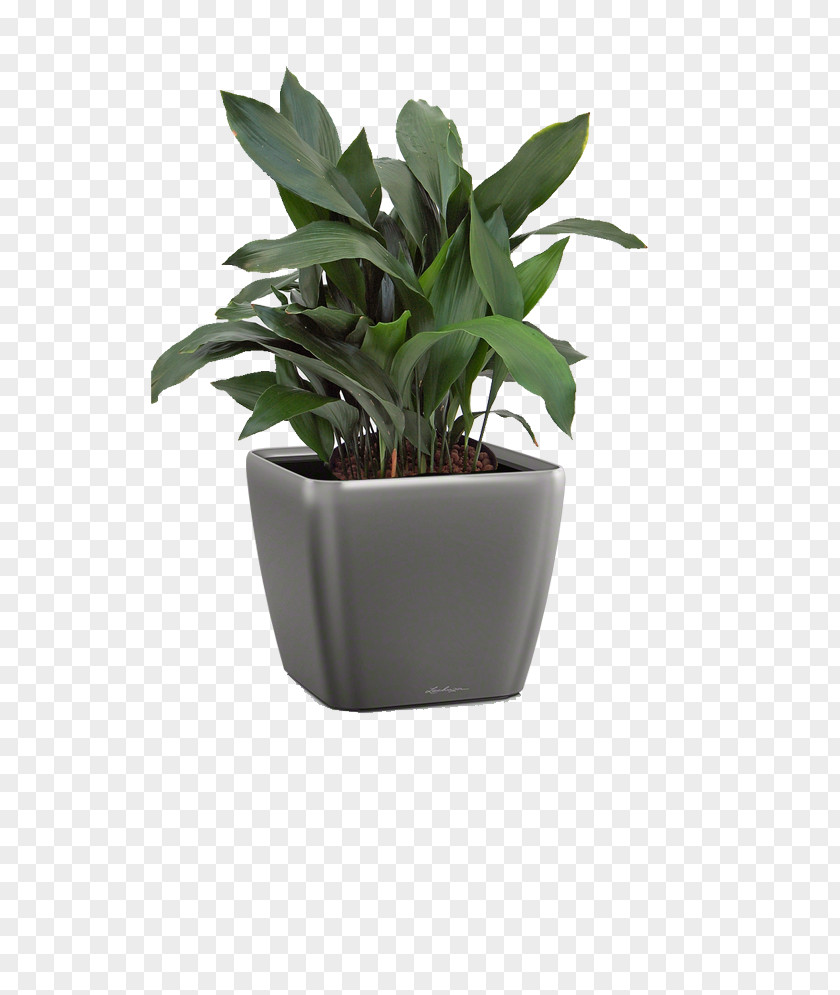 Leaf Flowerpot Houseplant Agave INAV DBX MSCI AC WORLD SF PNG