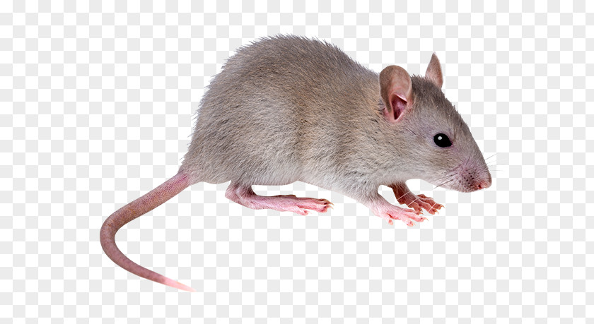 Lovely Blue Brown Rat Mouse Rodent Black Fancy PNG