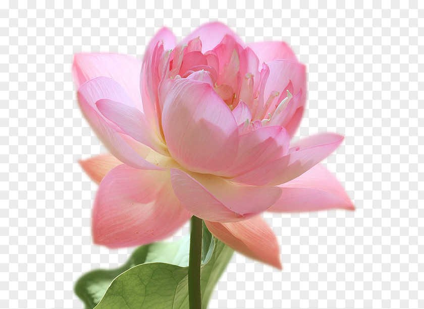 Peony Artificial Flower Pink M Petal Lotus-m PNG