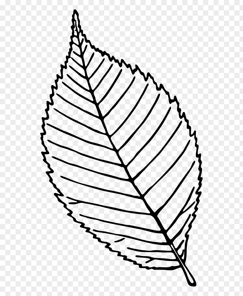 Plant Blackandwhite Book Black And White PNG