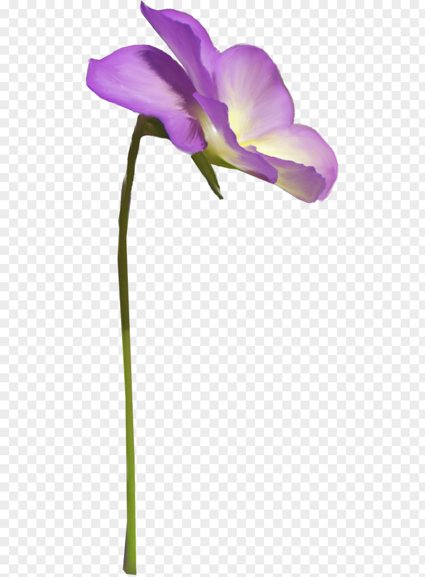 Plant Moth Orchids Cut Flowers Stem Herbaceous PNG