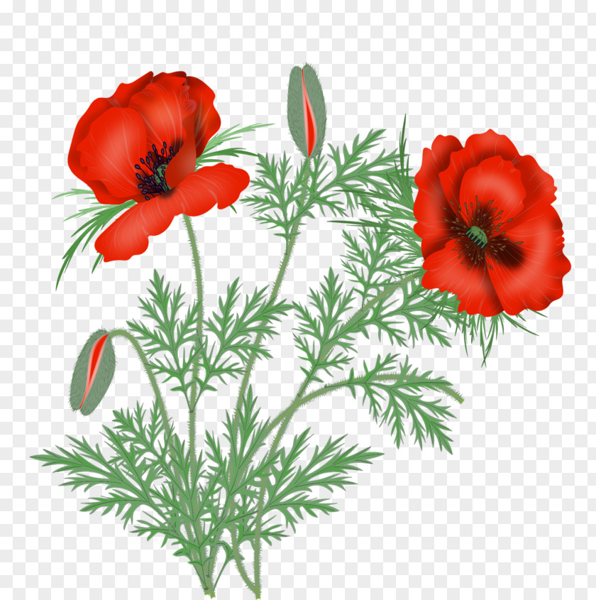 Poppy Cartoon Clip Art Flowers Illustration PNG