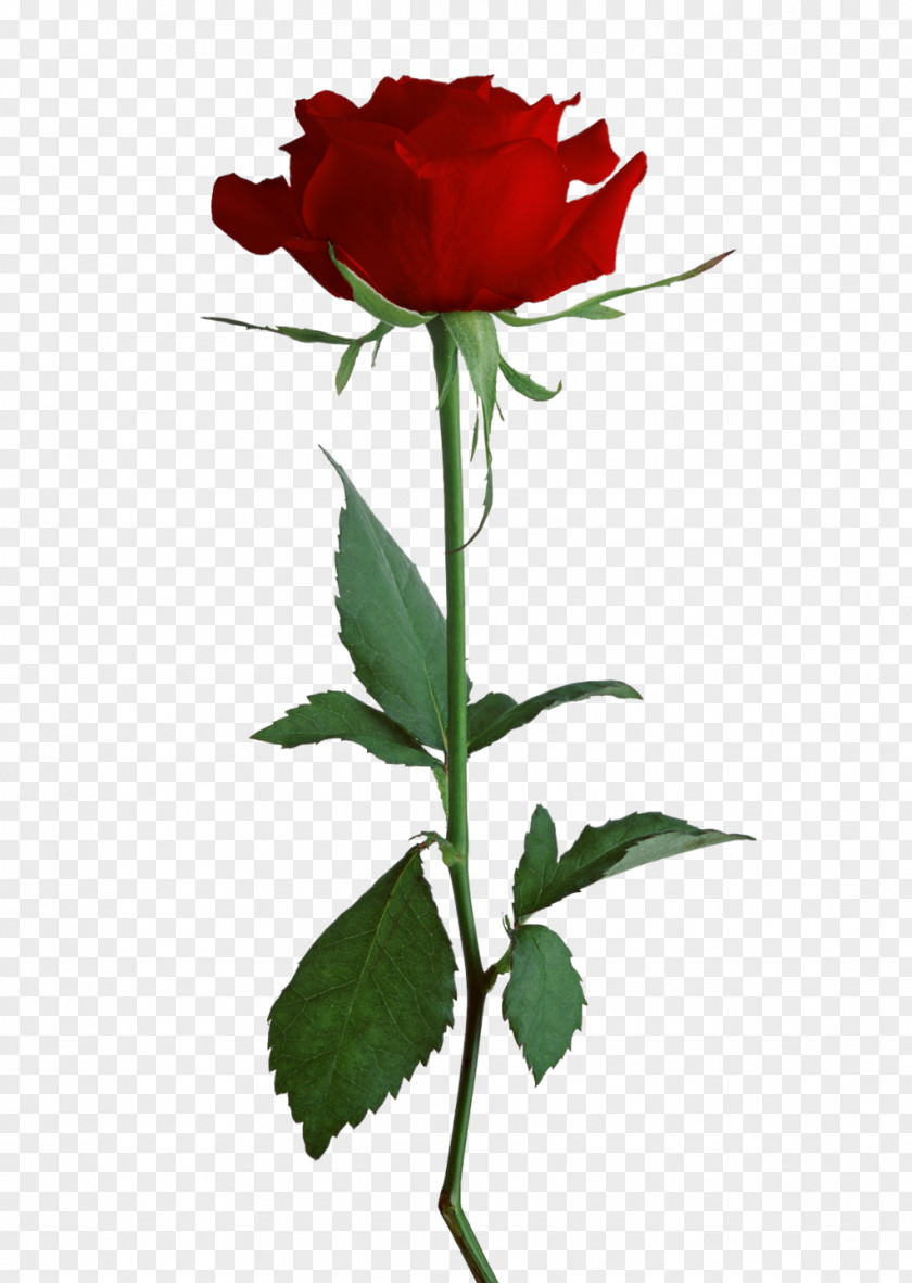 Rosa Rose Clip Art PNG