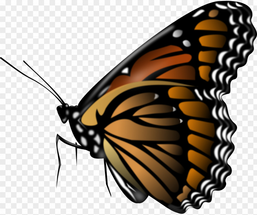 Butterfly Monarch Clip Art Image PNG