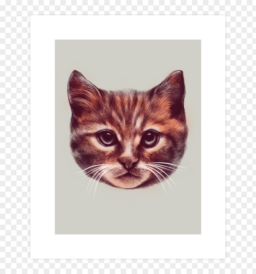 Kitten Persian Cat T-shirt Cuteness Clip Art PNG