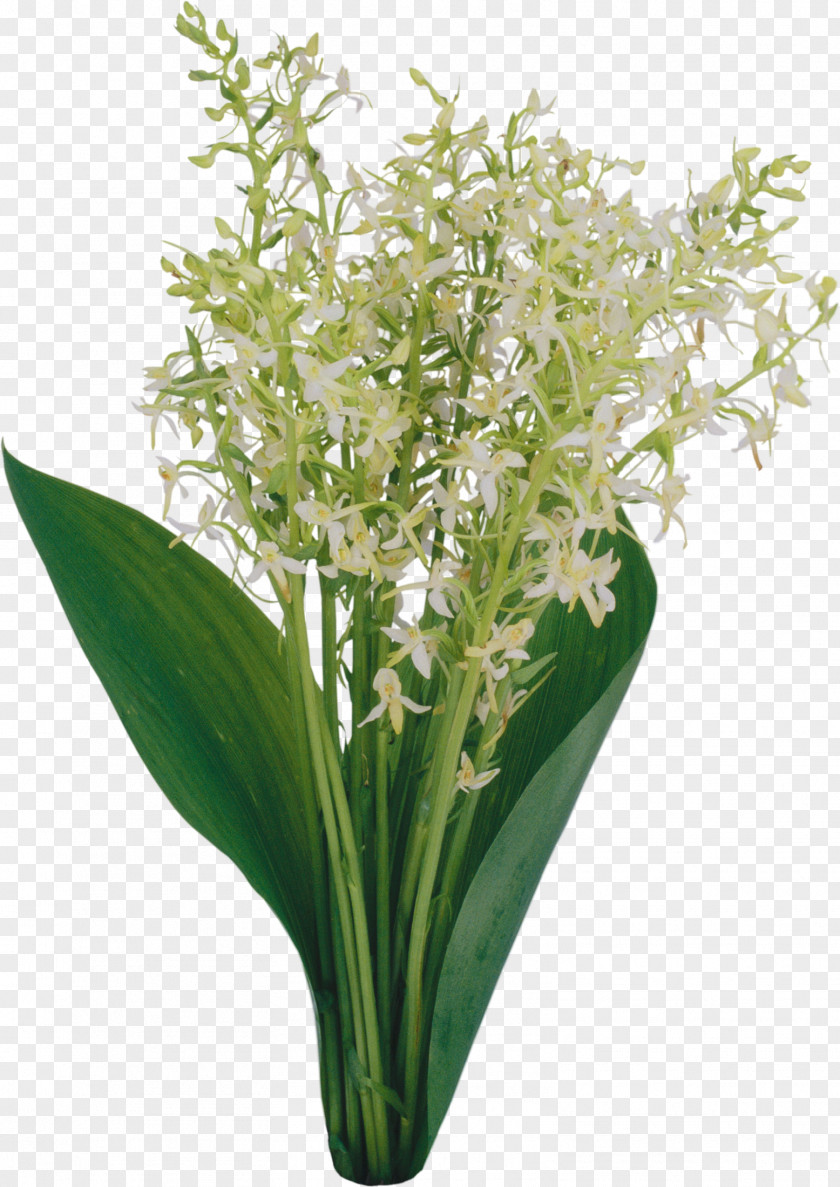 Lily Of The Valley Cut Flowers Flower Bouquet Clip Art PNG