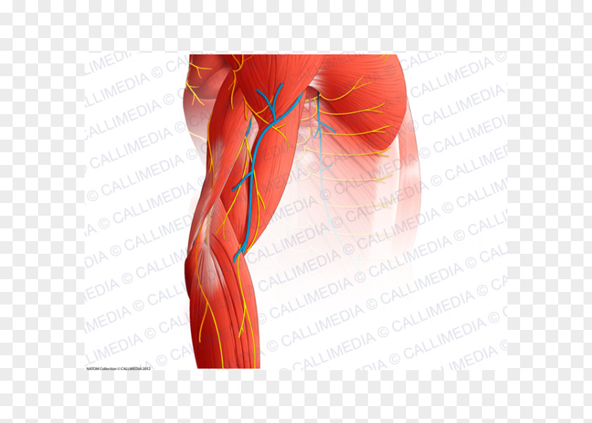 Thigh Elbow Muscle Blood Vessel Nerve PNG vessel Nerve, arm clipart PNG