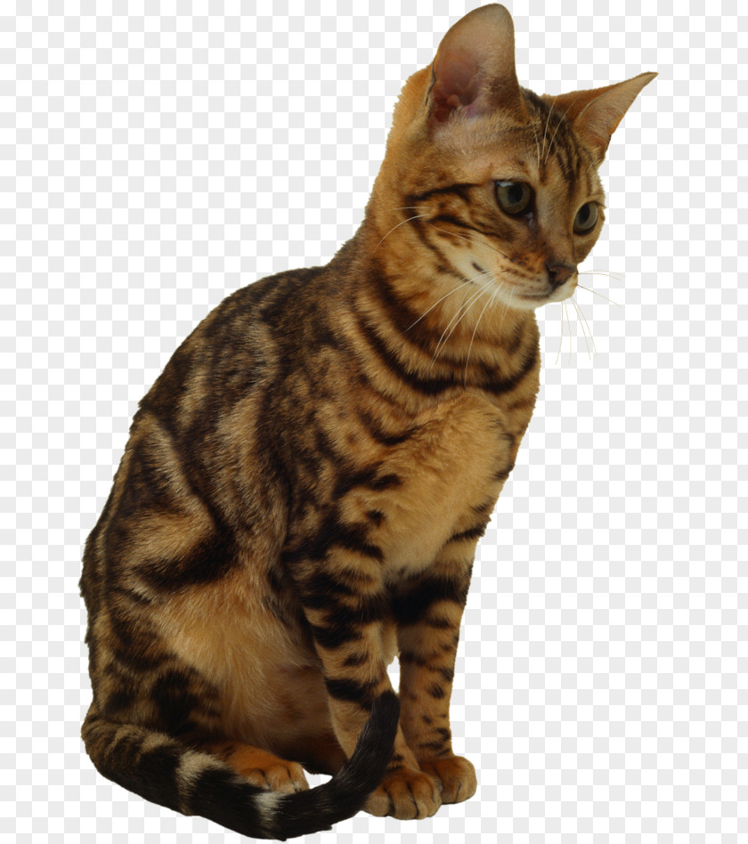 Cat Kitten Dog Clip Art PNG