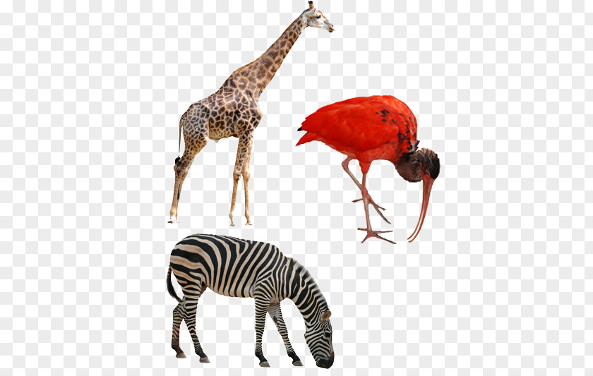 Zebra Animal Northern Giraffe Okapi Rhinoceros Deer Horses PNG