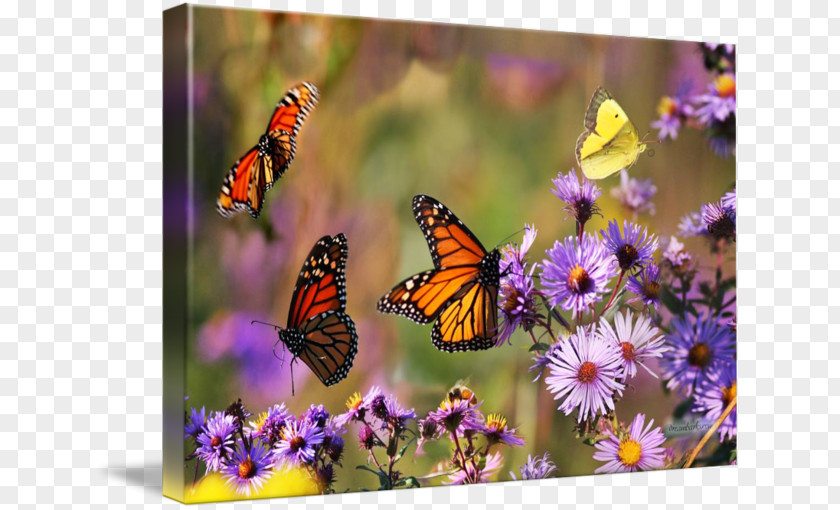 Glossy Butterflys Monarch Butterfly Fine Art Photography PNG