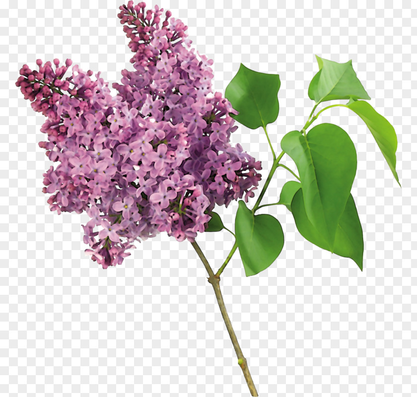 Lilac Tree Shrub Garden PNG