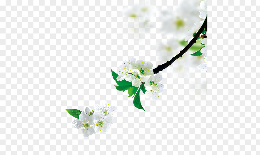 Pear Tree Branch PNG
