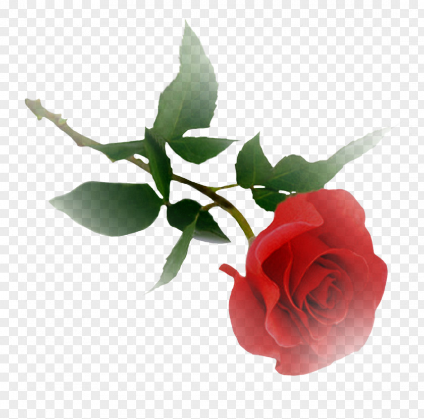 Rose Clip Art Image Desktop Wallpaper PNG