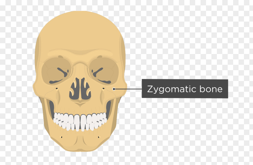 Skull Vomer Lacrimal Bone Nasal Anatomy PNG
