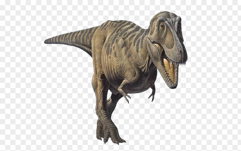 Tyrannosaurus Tarbosaurus Dinosaur Patagosaurus Late Cretaceous PNG