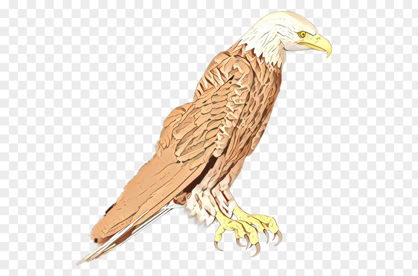 Carving Condor Eagle Cartoon PNG