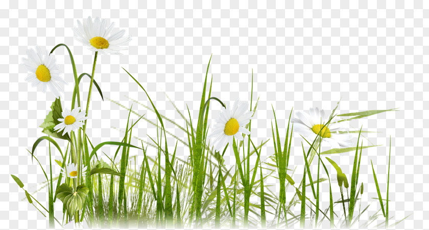 Chamomile Common Daisy 草坪植物 Lawn Clip Art PNG