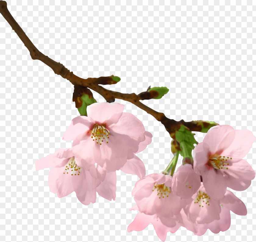 Cherry Blossom Spring Branch Clip Art PNG