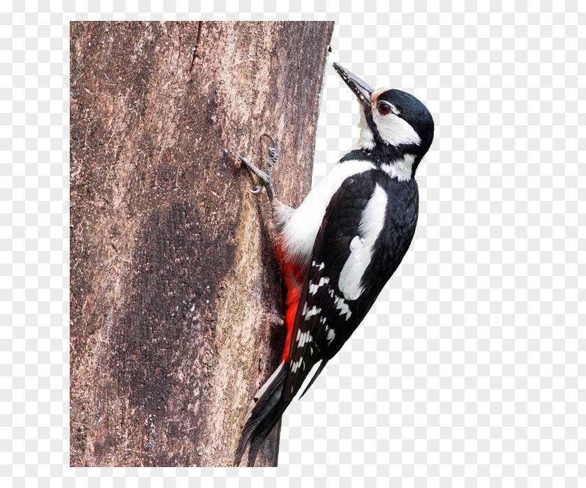 European Robin Bird Great Spotted Woodpecker Lesser Middle Weibchen PNG