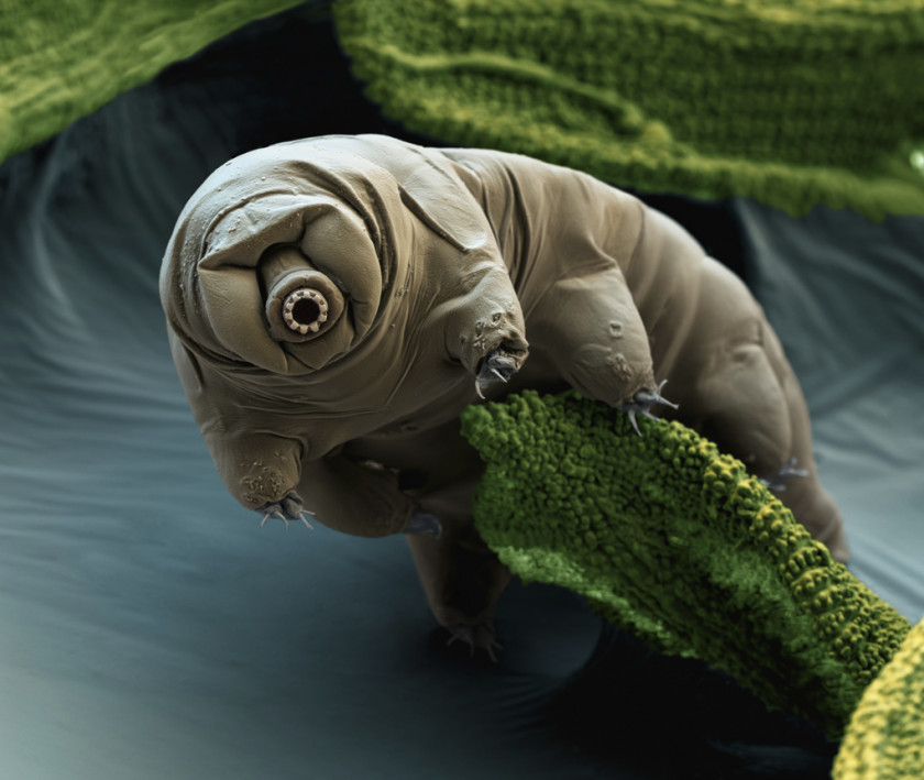 Flea Tardigrade Micro-animal Vacuum Macrobiotus Sapiens Organism PNG