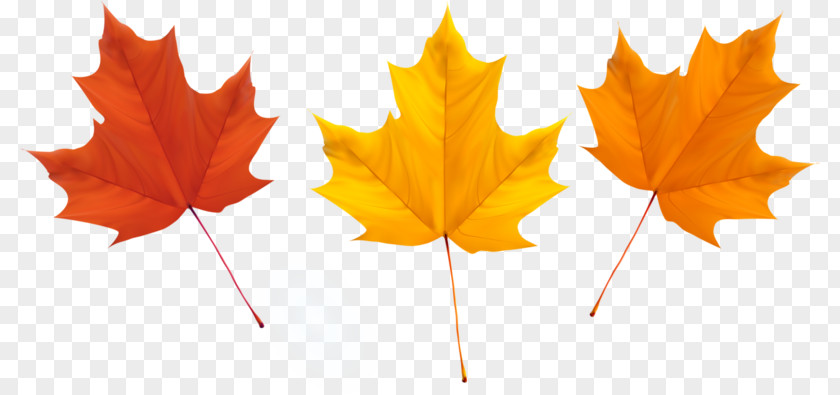 Leaf Maple Autumn Leaves PNG