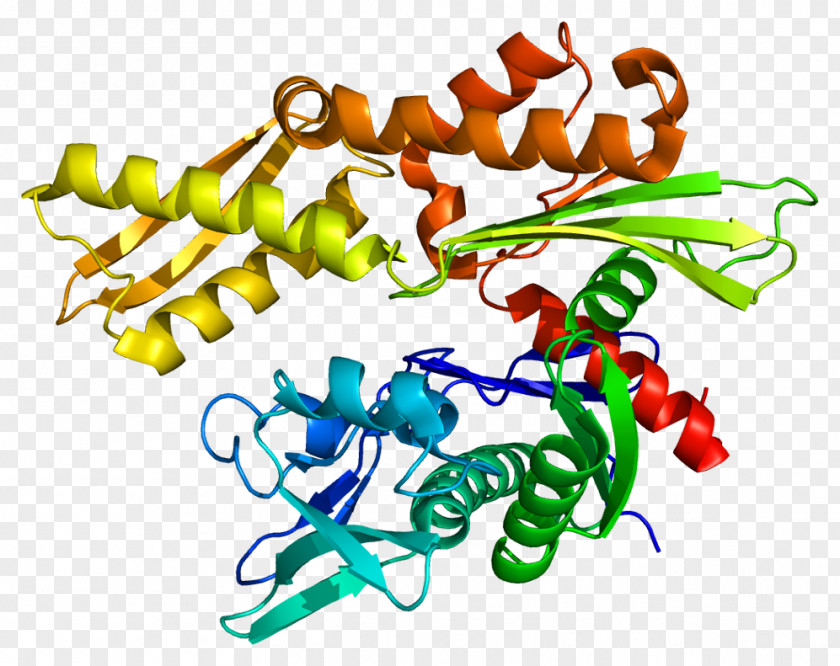 Gene Heat Shock Protein Hsp70 HSPA1A HSPA8 PNG