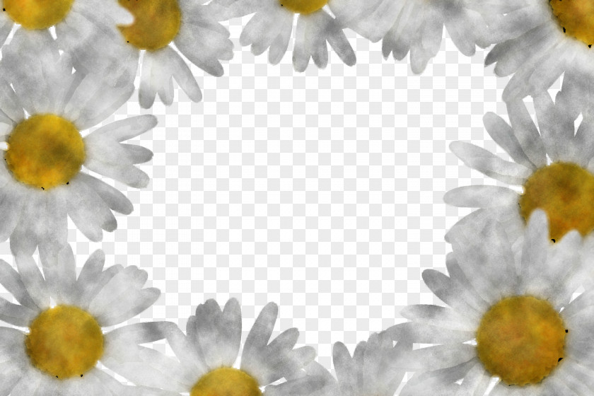 Marguerite Gerbera Daisy PNG