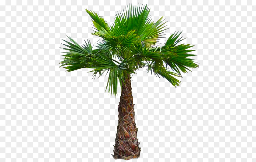 Plant Asian Palmyra Palm California Babassu Arecaceae Mexican Fan PNG