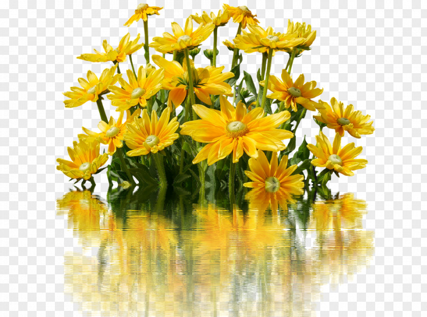 Flower Common Daisy Oxeye Family Yellow PNG