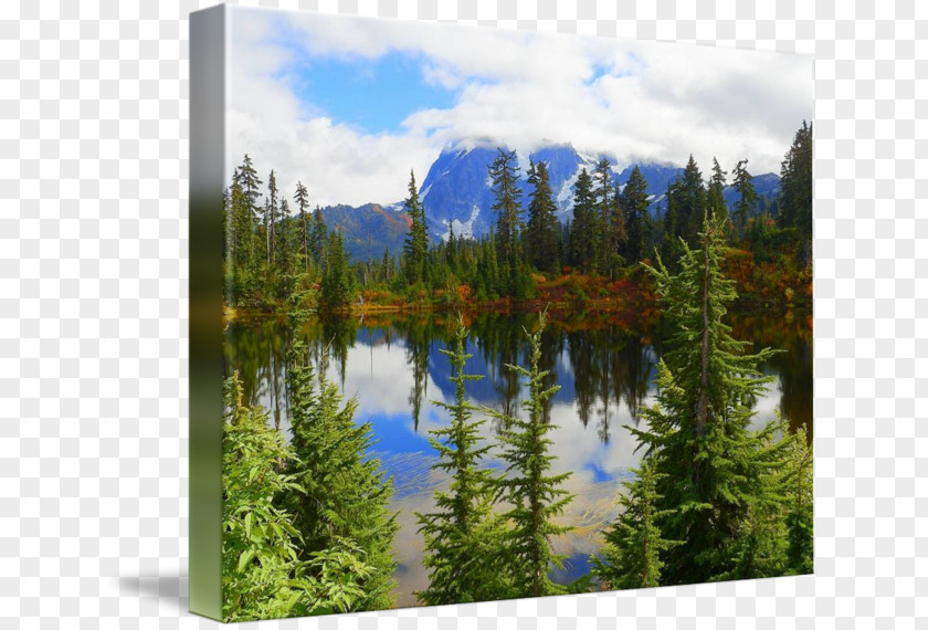 Forest Tropical And Subtropical Coniferous Forests Mount Scenery Pond Nature Reserve National Park PNG