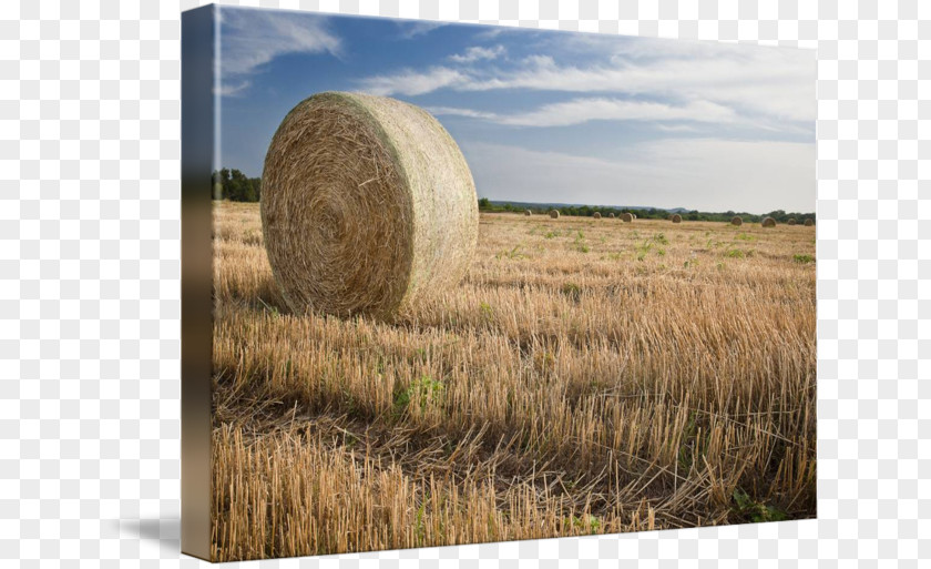 Hay Harvest Straw Crop Prairie PNG