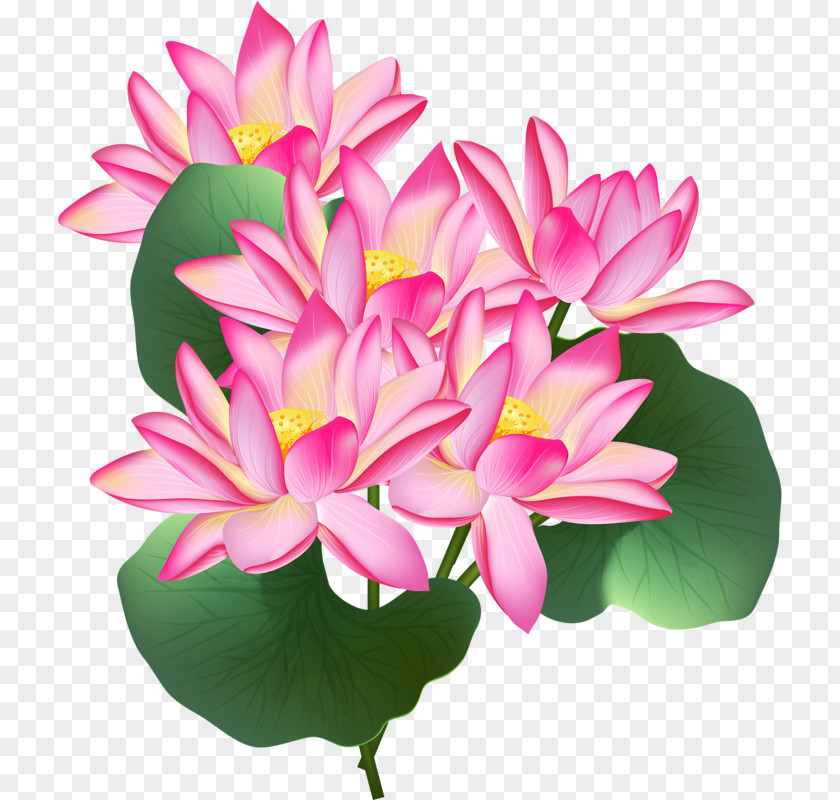 Pink Lotus Nelumbo Nucifera Stock Illustration Clip Art PNG