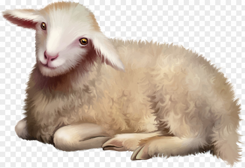 ANIMAl Sheep Stock Photography Clip Art PNG