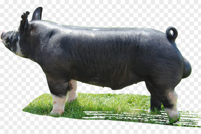 Boar Berkshire Pig Cattle Livestock Mauck Show Hogs Herd PNG