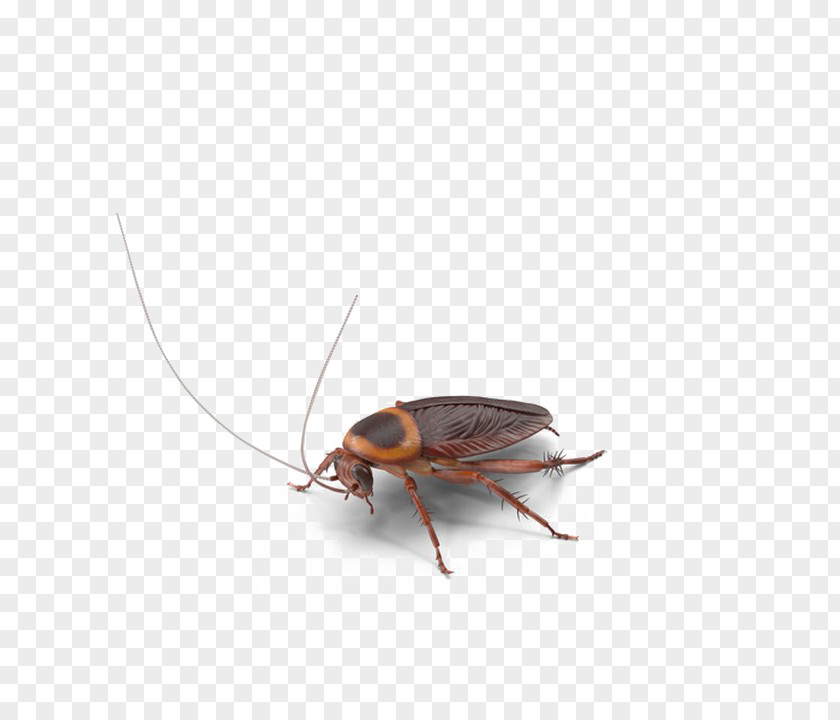 Cockroach Image Insect Photograph PNG